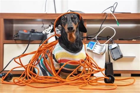 why do dogs chew electrical cables